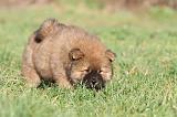 CHOW CHOW 243